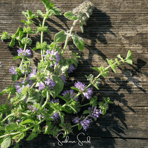 Pennyroyal Seeds