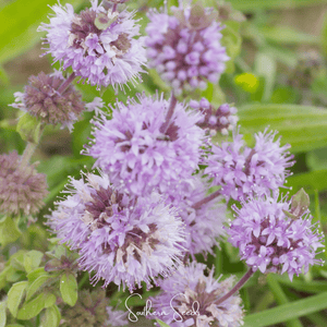 Pennyroyal Seeds