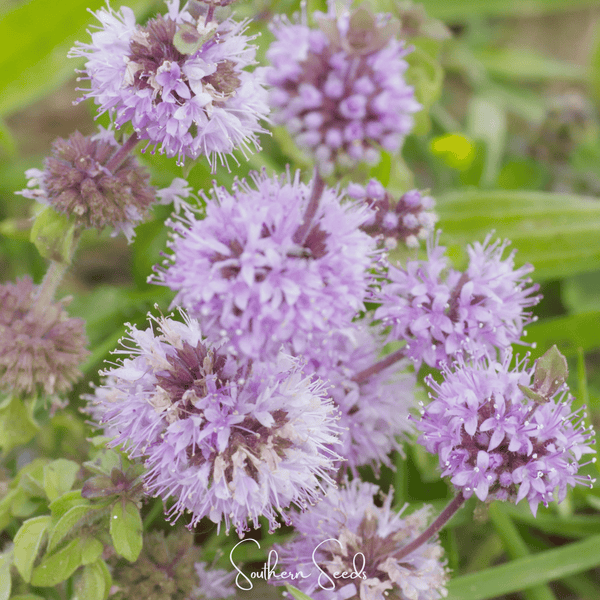 Pennyroyal Seeds
