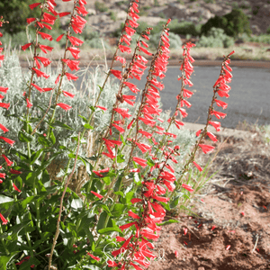Firecracker Penstemon Seeds