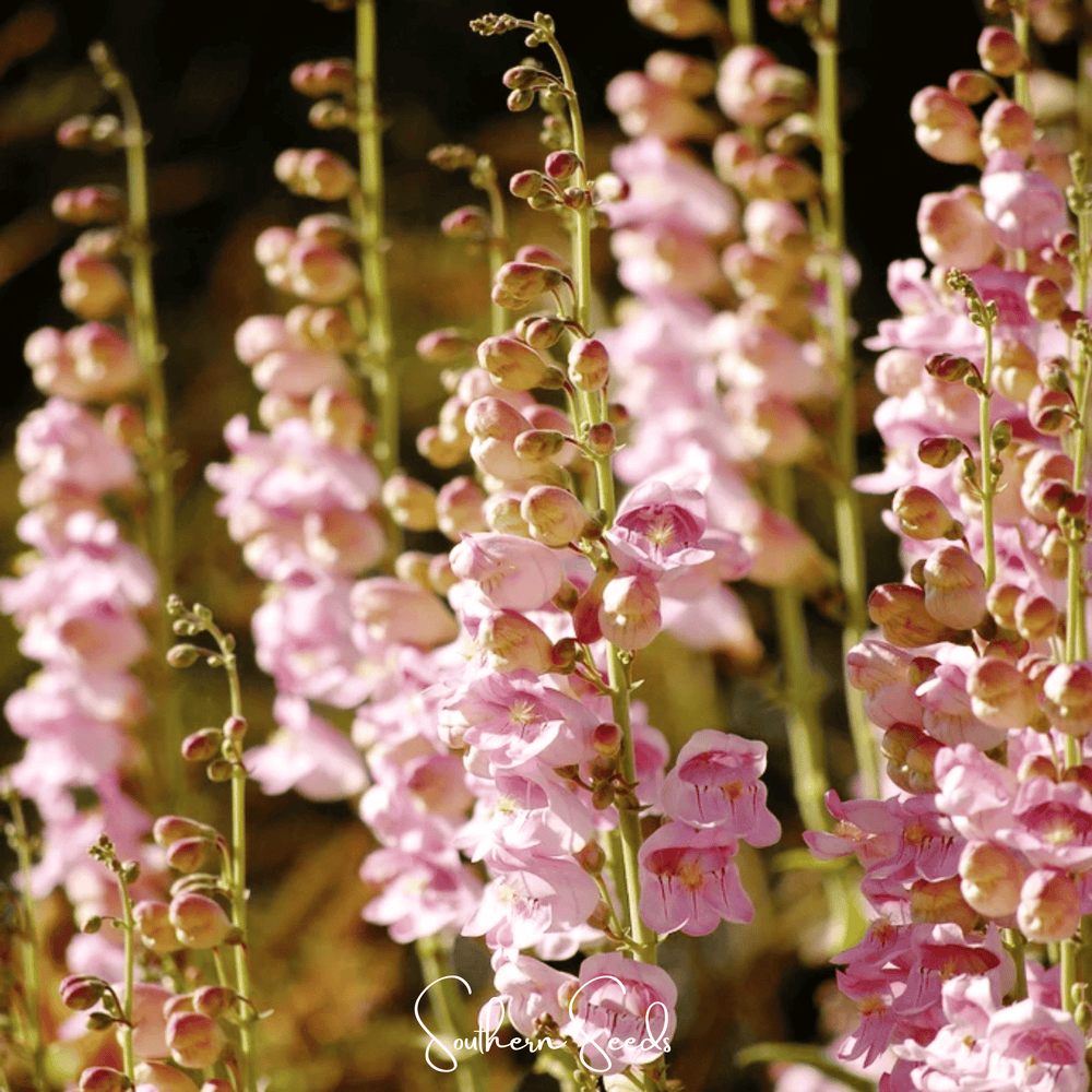 Palmer Penstemon Seeds