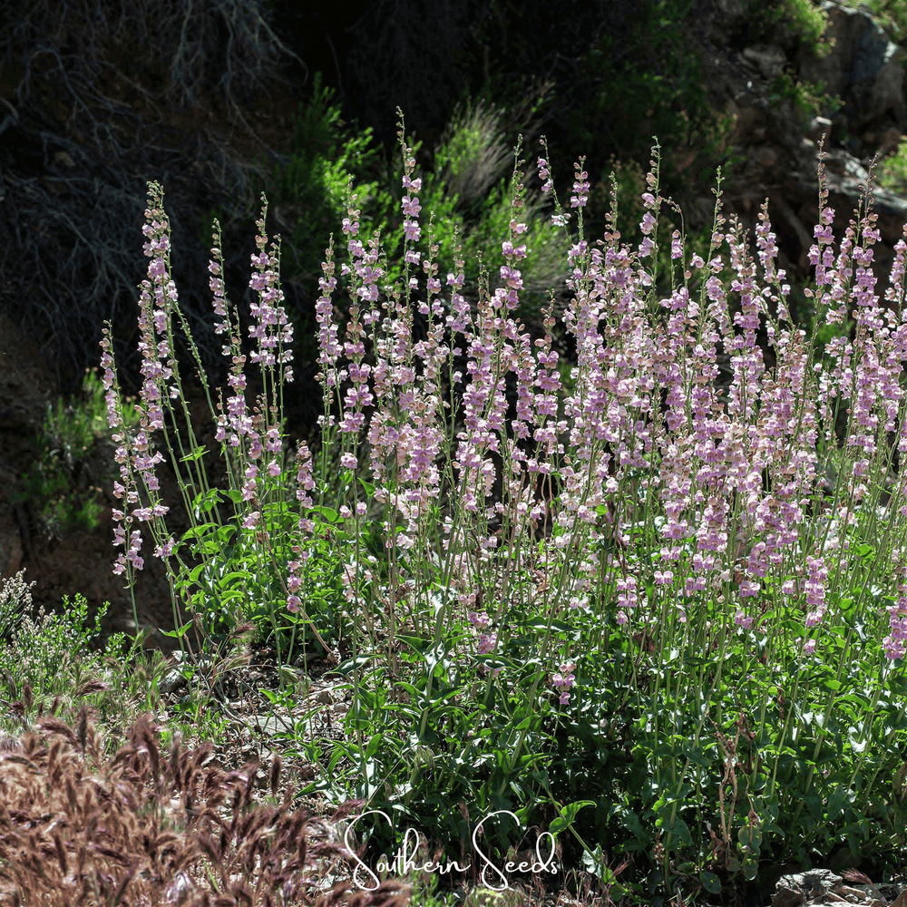 Palmer Penstemon Seeds