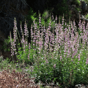 Palmer Penstemon Seeds
