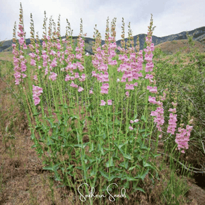 Palmer Penstemon Seeds