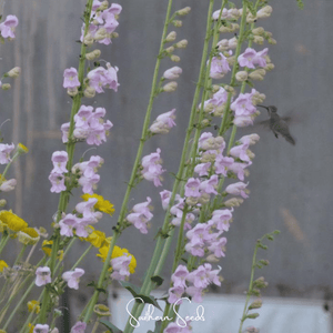 Palmer Penstemon Seeds