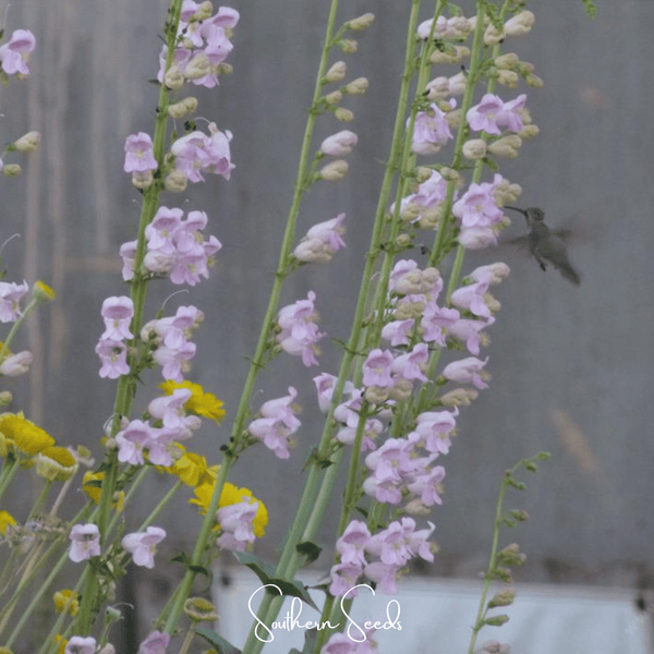 Palmer Penstemon Seeds