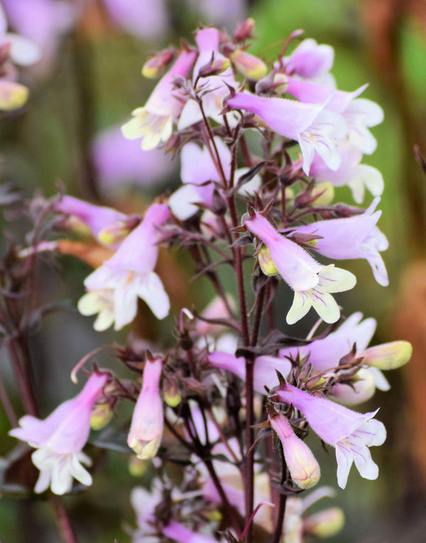 Native Mix Penstemon Seeds
