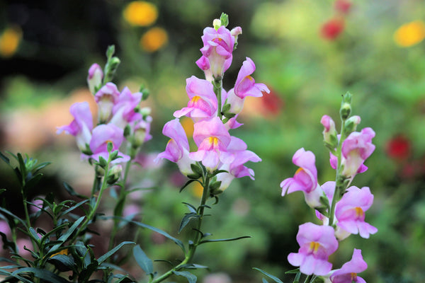 Native Mix Penstemon Seeds