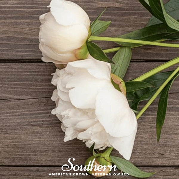 Cream Peony Poppy Seeds