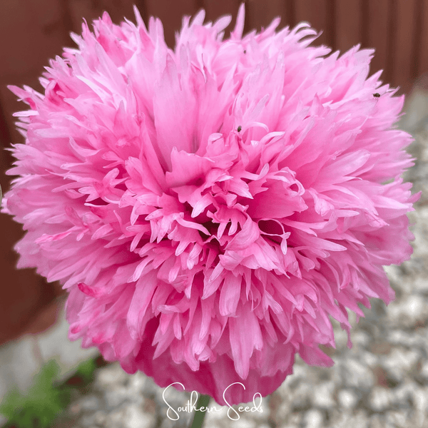 Pale Rose Peony Poppy Seeds