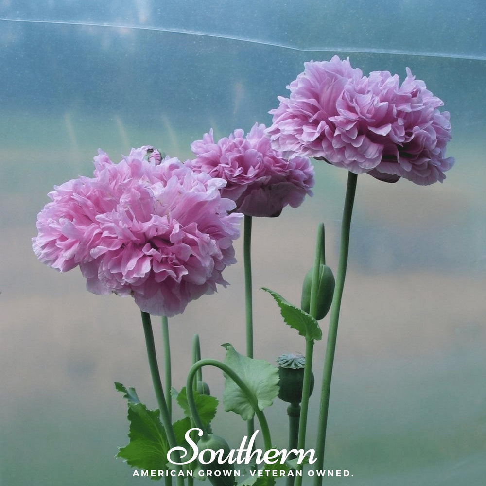 Purple Peony Poppy Seeds