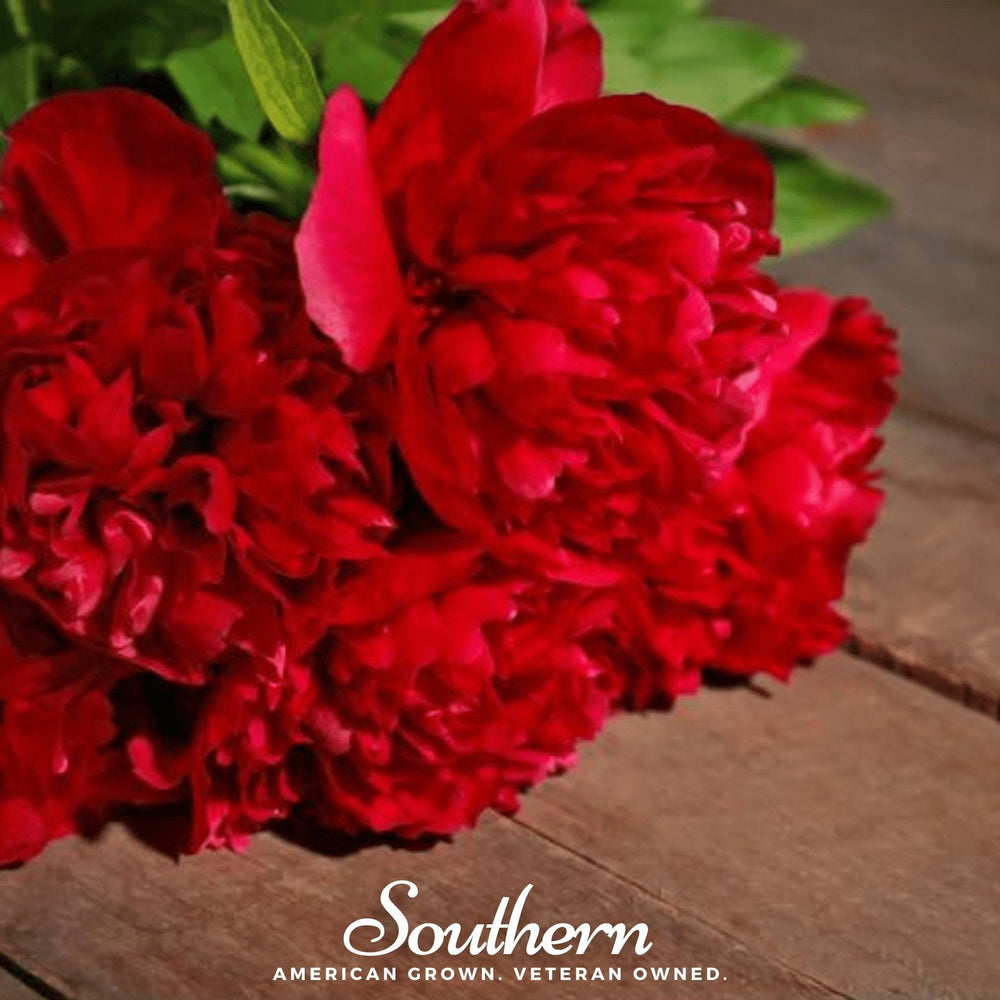 Red Peony Poppy Seeds