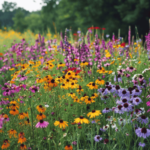 Perennial Wildflower Seed Mix