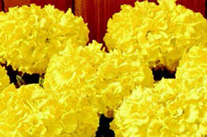 Discovery Yellow Hybrid Marigold Seeds