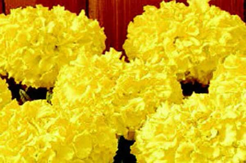 Discovery Yellow Hybrid Marigold Seeds