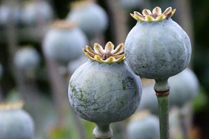 Purple Peony Poppy