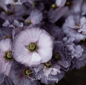 Amazing Grey Poppy Seeds