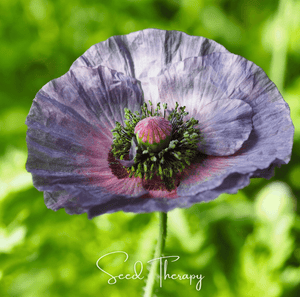 grey poppy flower seeds Amazing Grey Poppy Seeds