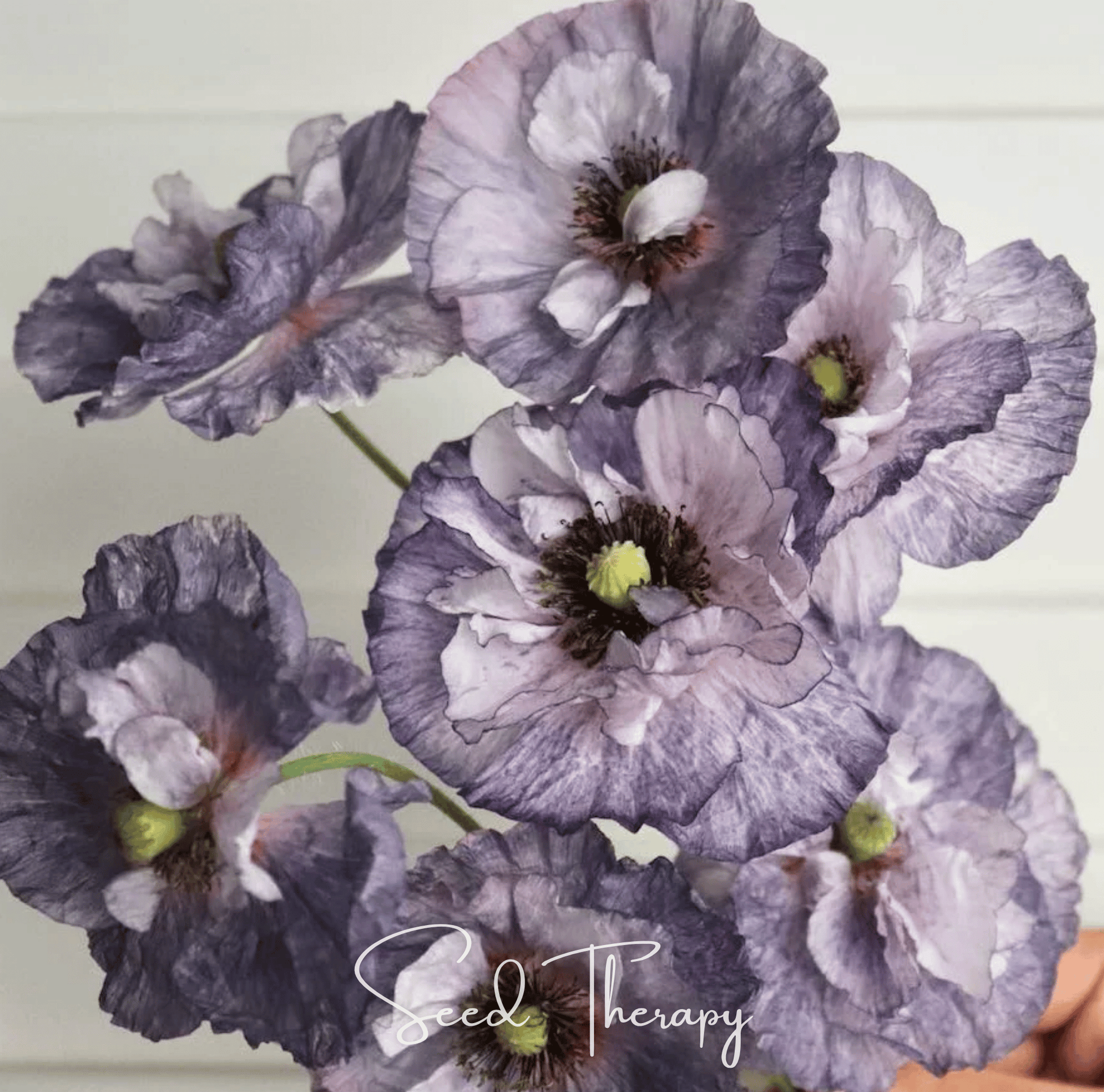 grey poppy flower seeds Amazing Grey Poppy Seeds