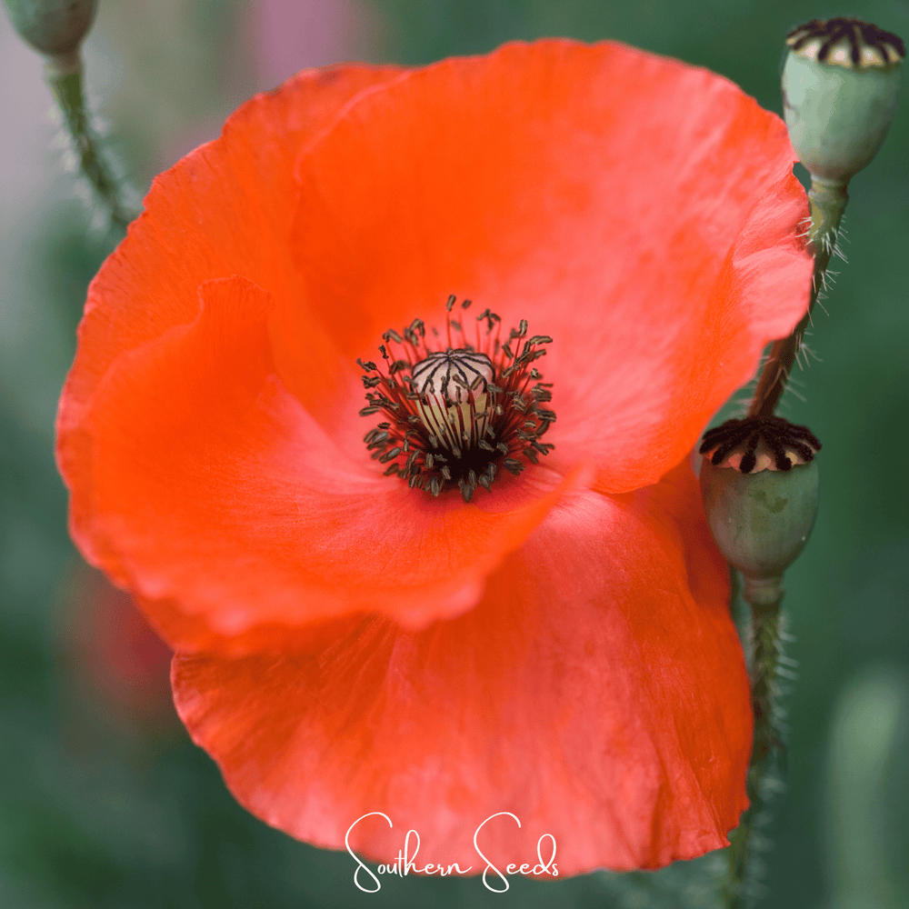 American Legion Poppy Seeds