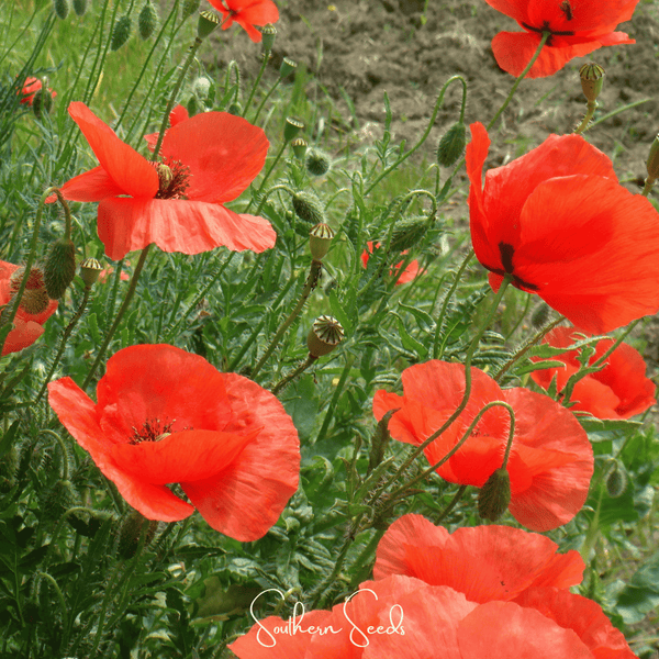 American Legion Poppy Seeds