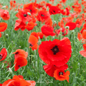 American Legion Poppy Seeds