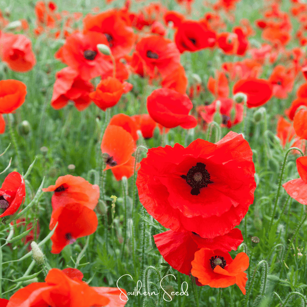 American Legion Poppy Seeds