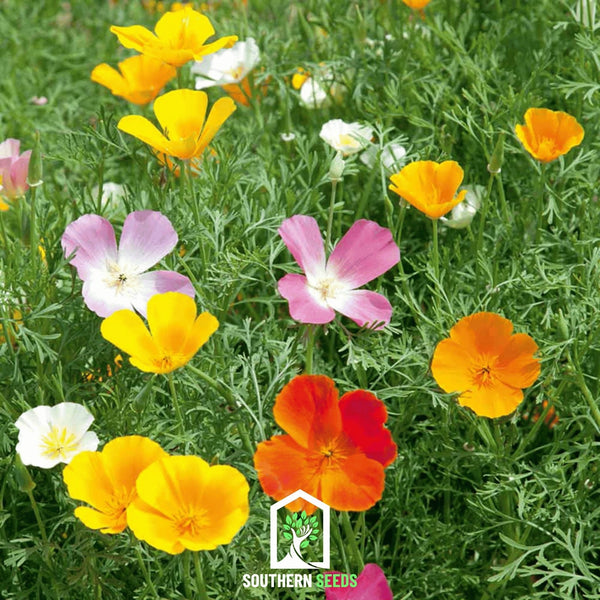 California Poppy Seed Mix