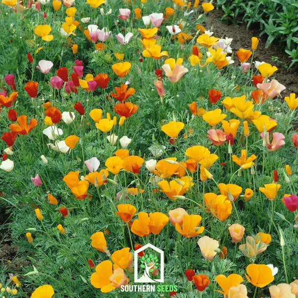 California Poppy Seed Mix