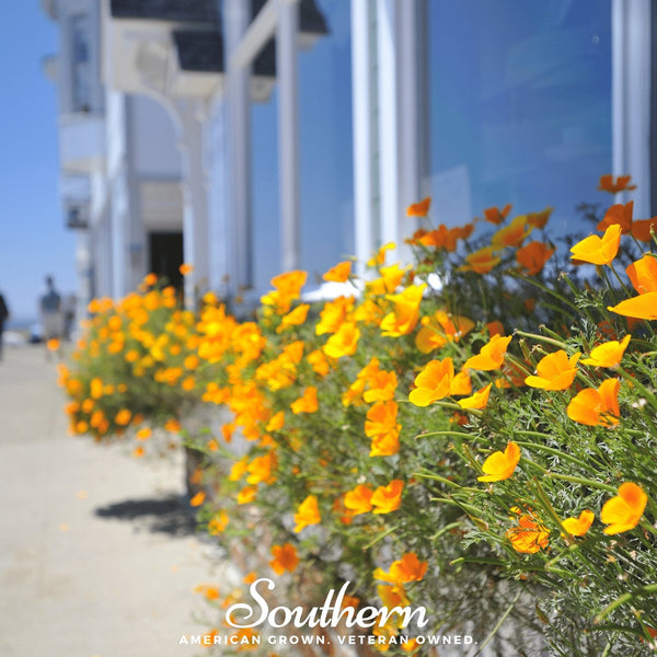 Orange California Poppy Seeds