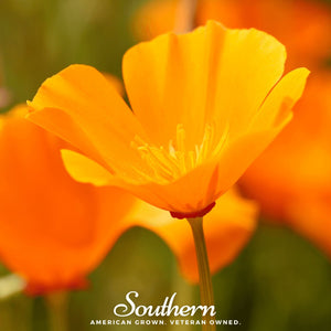Orange California Poppy Seeds