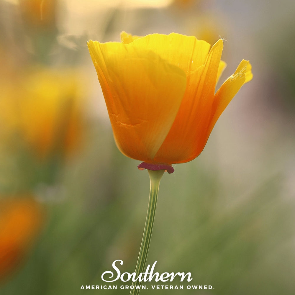 Orange California Poppy Seeds