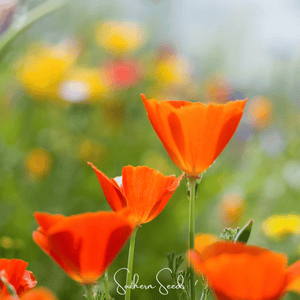 Red Chief California Poppy Seeds