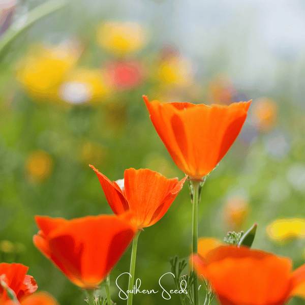 Red Chief California Poppy Seeds