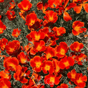 Red Chief California Poppy Seeds