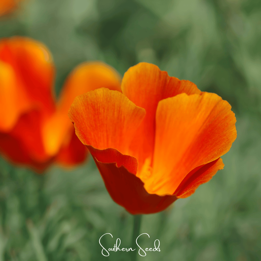 Red Chief California Poppy Seeds