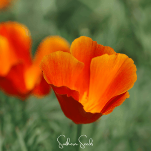 Red Chief California Poppy Seeds