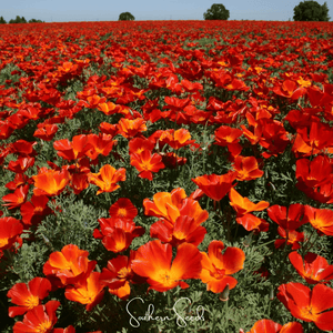 Red Chief California Poppy Seeds