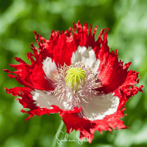 Danish Flag Poppy Seeds