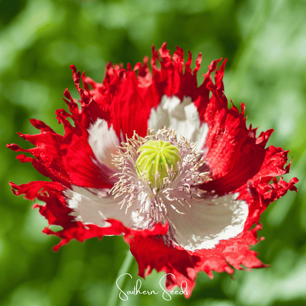 Danish Flag Poppy Seeds