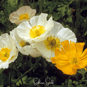 Iceland Poppy Seeds