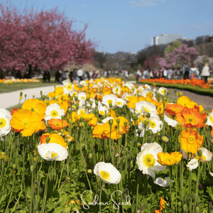 Iceland Poppy Seeds