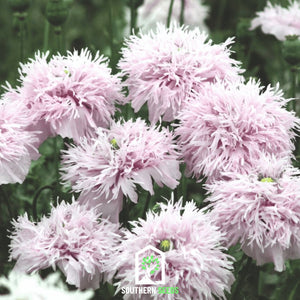 Lilac Pompon Poppy Seeds