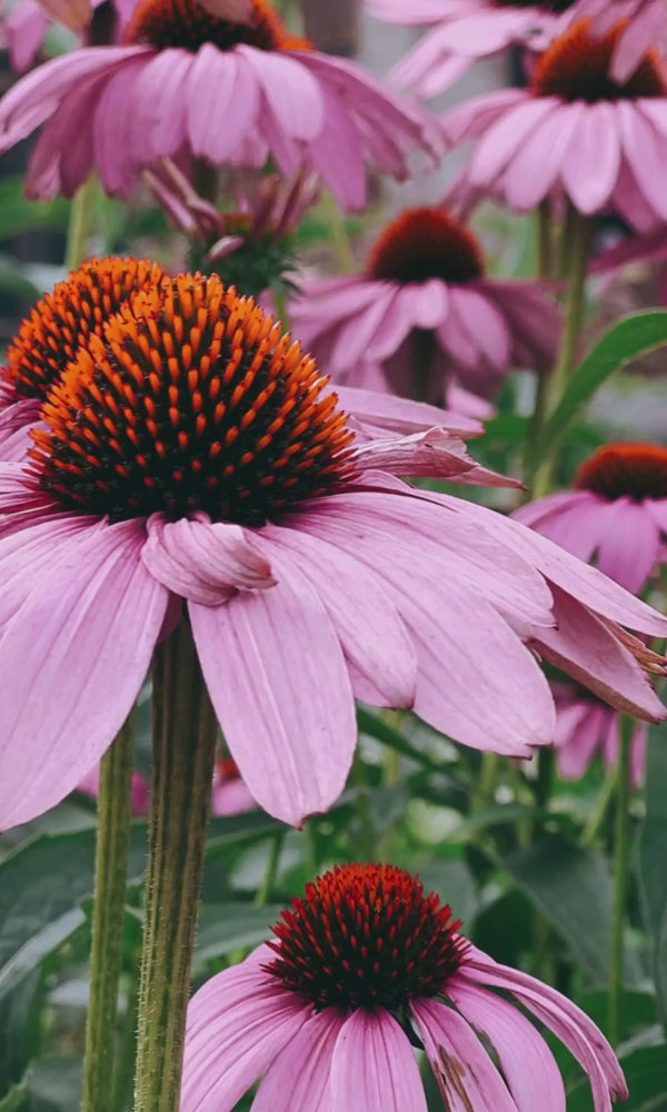 coneflower swaying in the breeze