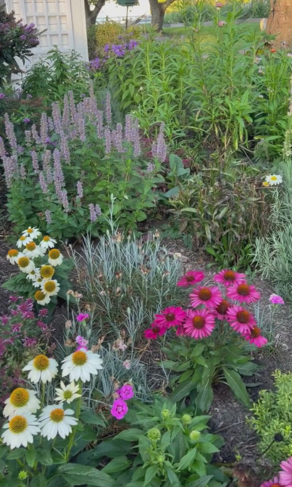 coneflower and agastache with lavender