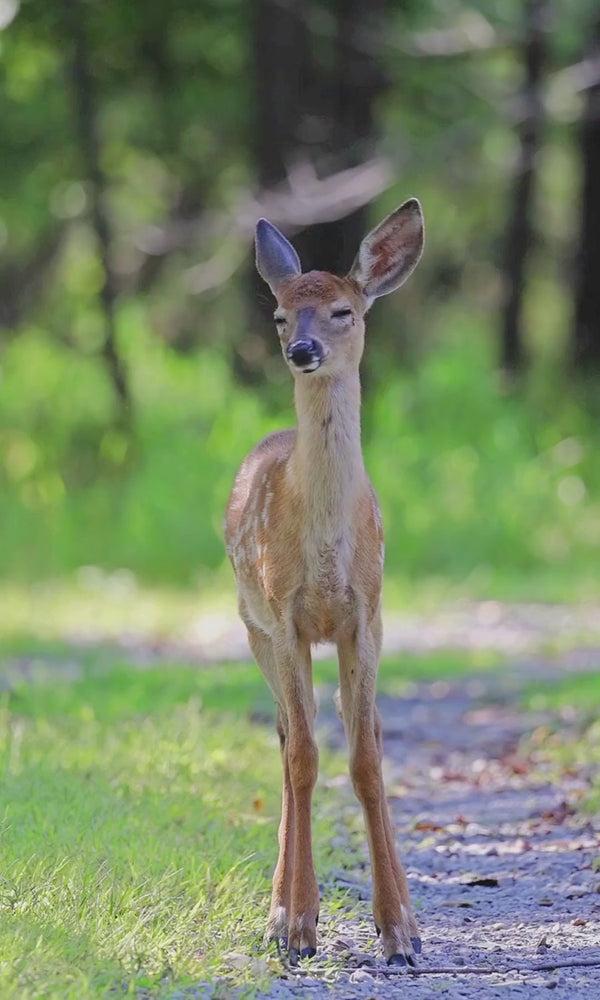deer resistant garden plants