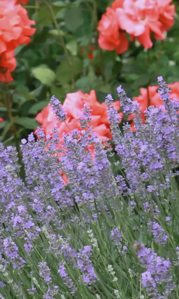Catmint and roses
