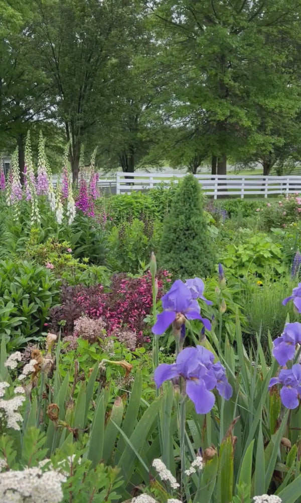 foxglove and iris in a spring cottage garden