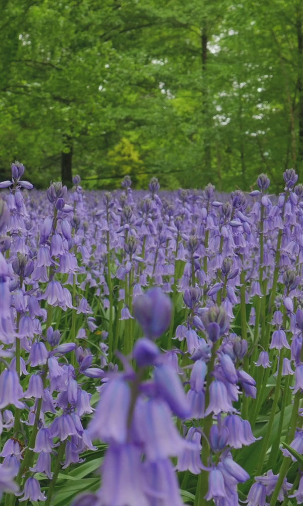 bluebells in a woodland garden