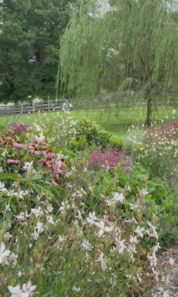 Gaura and echinacea in front of a willow tree